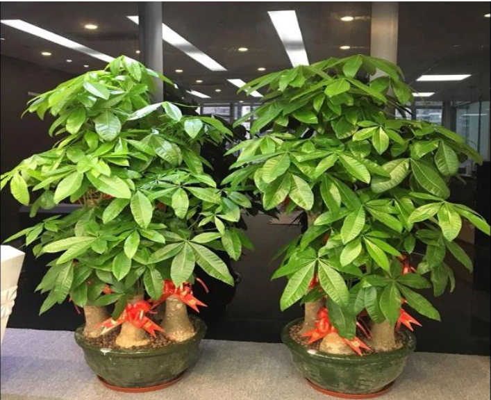 [惠州綠豐園林]發(fā)財(cái)樹(shù)如何養(yǎng)護(hù)長(zhǎng)得旺？